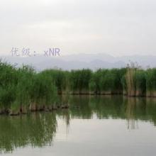 ״