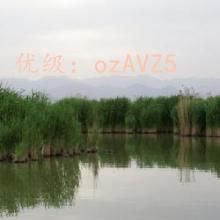 ǰ