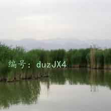 ʱ