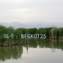 ʱ